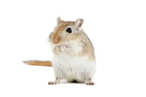 Gerbil: Gerbil - in studio