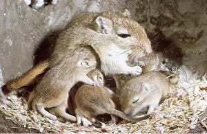 Burrows: GERBIL - suckling babies in nest