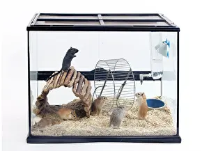 Tank: Gerbils - in glass tank