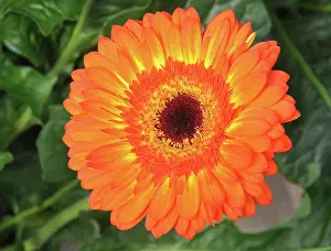 200620: Gerbora flower, variety Volcano; popular garden