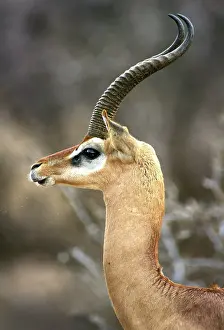 Litocranius: Gerenuk