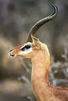 Litocranius: Gerenuk