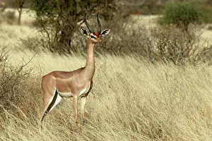 Litocranius: Gerenuk