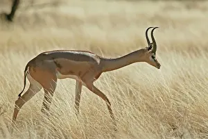 Litocranius: Gerenuk