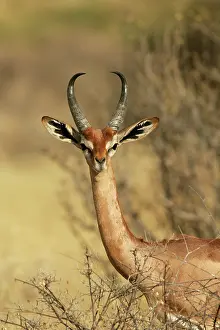 Litocranius: Gerenuk