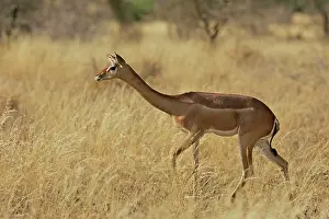 Litocranius: Gerenuk