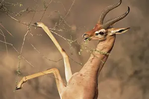 Litocranius: Gerenuk