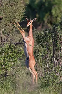 Litocranius: Gerenuk