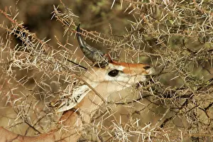 Litocranius: Gerenuk - eating