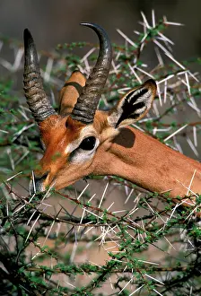 Litocranius: Gerenuk - feeding