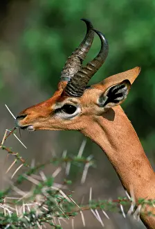 Litocranius: Gerenuk - feeding