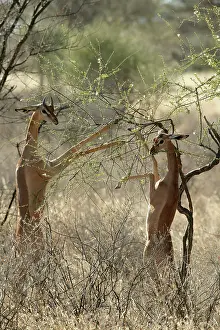 Litocranius: Gerenuk - two feeding