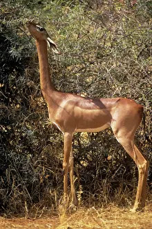 Litocranius: GERENUK- feeding on leaves