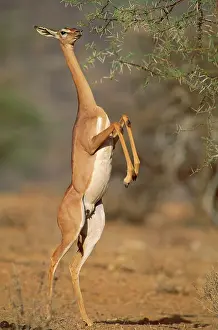 Litocranius: Gerenuk - female standing on hind legs to feed