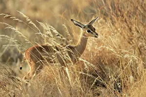Litocranius: Gerenuk - in grass