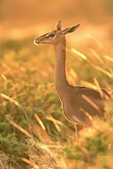 Litocranius: Gerenuk - in grass, sunlit