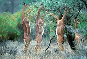 Litocranius: Gerenuk - Group on hind legs, feeding