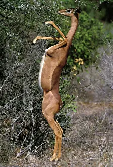 Litocranius: Gerenuk - on hind legs feeding