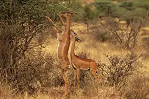 Litocranius: Gerenuk on hind legs feeding