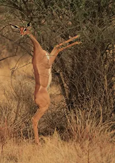 Litocranius: Gerenuk on hind legs feeding