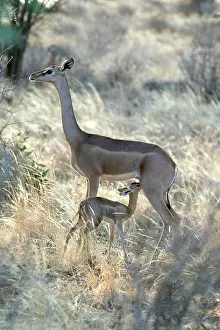 Litocranius: Gerenuk - mother with baby suckling