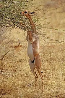 Litocranius: Gerenuk standing on hind legs browsing on