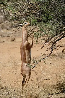 Litocranius: Gerenuk standing on hind legs browsing on