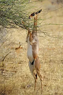 Litocranius: Gerenuk standing on hind legs browsing on