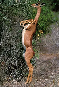Litocranius: Gerenuk - Standing on hind legs, feeding