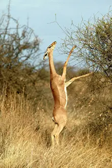 Litocranius: Gerenuk - standing on hind legs to reach branches to eat