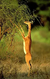 Litocranius: Gerenuk - standing to reach vegetation