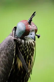 Falco: Gerfalcon x Saker falcon hybrid (Falco rusticolus
