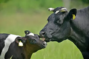 Affectionate: German black and white lowland cattle (Bos primigenius