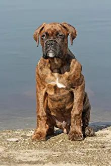 Boxer: German Boxer, 4 months, sitting on lakefront Deutscher