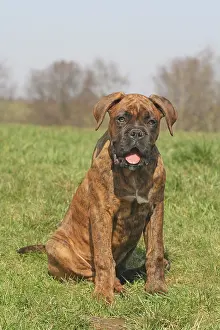 Boxer: German Boxer, 4 months, sitting on a lawn Deutscher