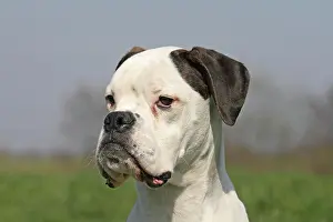 Boxer: German Boxer, 8 months, portrait Deutscher Boxer