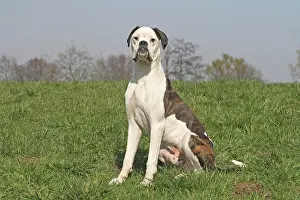 Deutscher: German Boxer, 8 months, sitting on a meadow Deutscher
