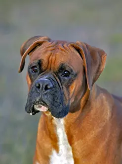 Boxer: German Boxer Dog, male standing in meadow portrait