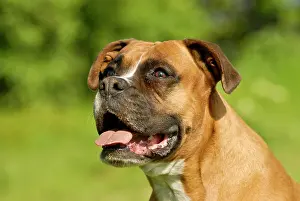 Boxer: German Boxer dog, portrait