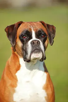Boxer: German boxer, female, 5 years, animal portrait