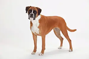 Boxer: German Boxer, female, 5 years, standing