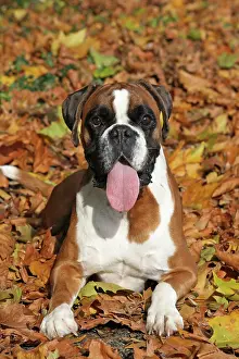Deutscher: German Boxer lying in autumn leaves Deutscher Boxer