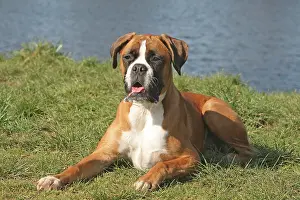 Boxer: German Boxer lying on a meadow Deutscher Boxer liegt