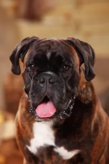 Boxer: German Boxer, male, animal portrait, open mouth