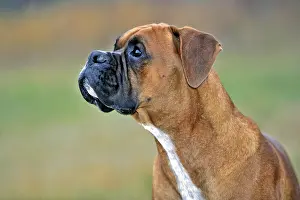 Boxer: German Boxer, male in field watching birds, portrait