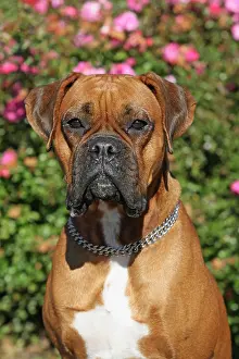 Deutscher: German Boxer, portrait Deutscher Boxer, Canis lupus