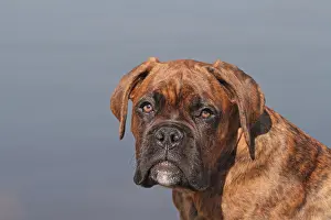 Boxer: German Boxer, portrait Deutscher Boxer, Portr&, x4d2c;