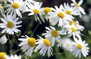 Chamomile: German Chamomile flowers