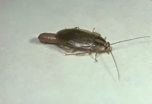 Gravid: German Cockroach