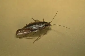 Gravid: German Cockroach